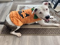 From Abused to Loved, Now Needs a Forever Home in Fairfield, California
