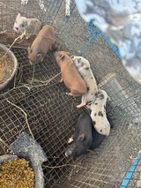 Kune Kune X Pig Piggies in Conroe, Texas