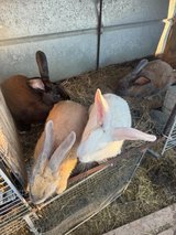 TAMUK Rabbits Fall Breeders Does in Conroe, Texas