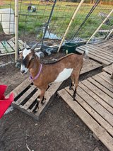 Goat Dairy La Mancha Doeling Golden in Conroe, Texas
