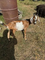 Companion Goat Nubian Wether in Conroe, Texas