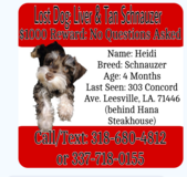 Lost puppy in Fort Polk, Louisiana