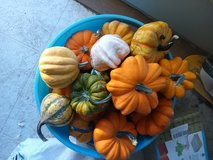 Decorative Gourds in Fort Leonard Wood, Missouri