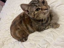 Female cat in Leesville, Louisiana