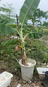 banana plants for sale in Okinawa, Japan