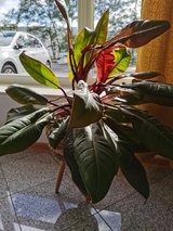 Two plants for sale in Ramstein, Germany