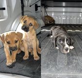 Puppies in Leesville, Louisiana