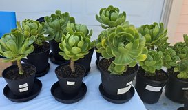 Succulents in Vacaville, California