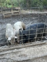 pigs 1 sow 2 bores in Fort Polk, Louisiana