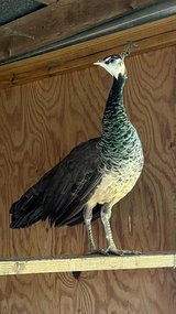 Peafowl in Warner Robins, Georgia