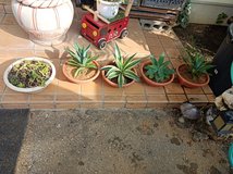 Sale!!! Plants.... in Okinawa, Japan