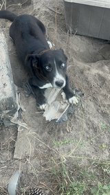Male corgi mix in Fort Polk, Louisiana