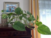 Beautiful easy to take care houseplant in Ramstein, Germany