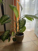 Beautiful easy take care houseplant in Ramstein, Germany