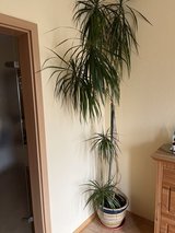 Houseplant , very tall in Ramstein, Germany