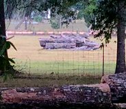 Oak trees for fire wood in Cleveland, Texas