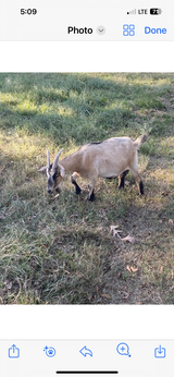2 nannie goats in Fort Polk, Louisiana