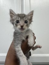 Little Cuddle Bug Looking For a Forever Home in Sacramento, California