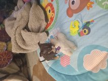 Ckc Chihuahua puppy in Fort Polk, Louisiana