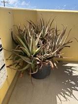 plants in Okinawa, Japan