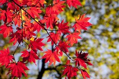 Fall yard Cleanup | mowing & edging| Trimming hedges| mulch installation in Ramstein, Germany