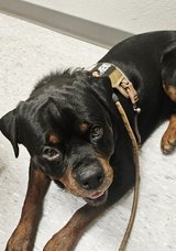 1.5 year old male rottweiler (AKC) in Fort Polk, Louisiana