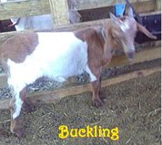 AKGA Registered Kiko Buckling -DZA's Southern Justice in Fort Polk, Louisiana