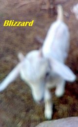 AKGA REGISTERED KIKO BUCK- DZA'S NOR'EASTERN BLIZZARD in Fort Polk, Louisiana