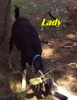 AKGA Registered KIKO doe -Satin Lady in Fort Polk, Louisiana