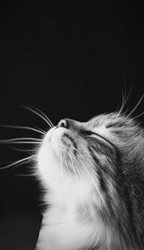 British Shorthair / Longhair Mix Looking for a Loving Home in Baumholder, GE