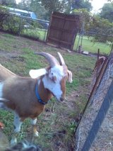 AKGA Registered KIKO doe -Calacutta Marbled Beauty in Fort Polk, Louisiana