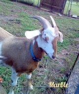 AKGA Registered Kiko Herd Start (5-goats) in Fort Polk, Louisiana