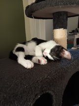 9 free kittens/food donation needed in Leesville, Louisiana