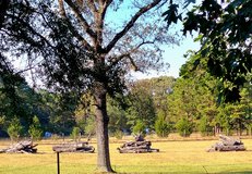 Trees cut  &  in pasture in Houston, Texas