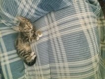 American Bengal Kitten in Fort Polk, Louisiana