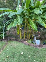 banana tree in Fort Polk, Louisiana