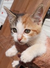 10 - 12 week old kittens looking for homes in Yucca Valley, California
