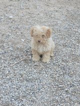Maltipoodle puppies in Yucca Valley, California