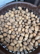 Walnuts in Ramstein, Germany