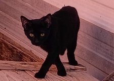 Black Halloween kittens and cats in Yucca Valley, California