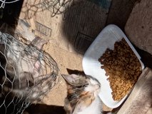 8 - 10 wks old Halloween kittens in Yucca Valley, California