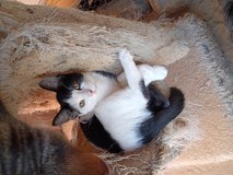 Dalmatian colored cats & kittens need homes in Yucca Valley, California