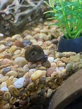 Ramshorn snails, varying size in Leesville, Louisiana