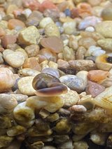 Ramshorn snails, varying sizes in Leesville, Louisiana