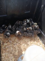 chicks for sale in Leesville, Louisiana