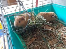 baby guinea pigs in Alamogordo, New Mexico