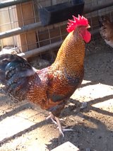 big beautiful boy in Alamogordo, New Mexico