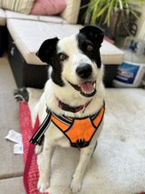 Meet Panda — Ready for His Quiet Forever Home ?? in Fairfield, California
