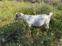 Nigerian dwarf mix goats in Kingwood, Texas