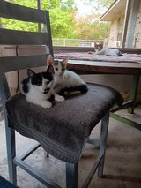 three free kittens ready for a new home in Fort Polk, Louisiana